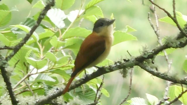 Crested Becard - ML201696861