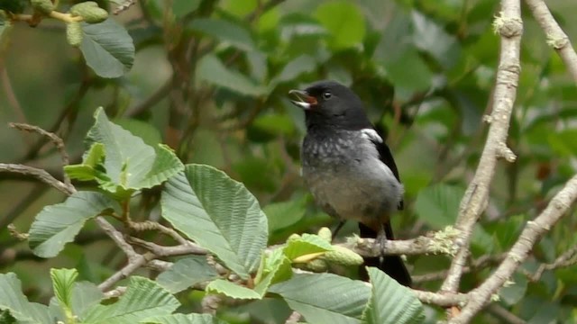 Gray-bellied Flowerpiercer - ML201696901