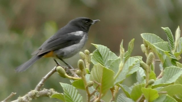 Gray-bellied Flowerpiercer - ML201696911