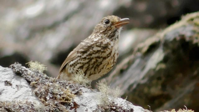 Stripe-headed Antpitta - ML201696931