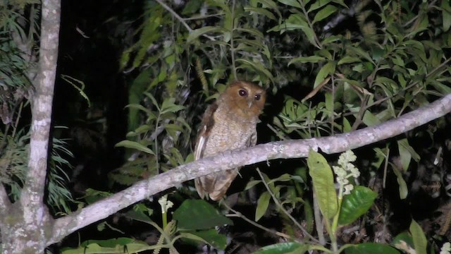 Rufescent Screech-Owl (Rufescent) - ML201696951