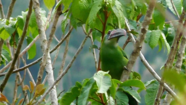 Chestnut-tipped Toucanet - ML201696971