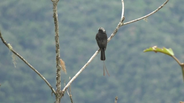 Long-tailed Tyrant - ML201696981