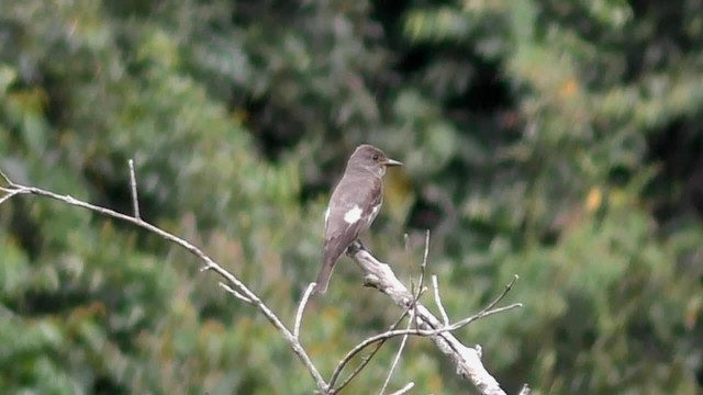 Olive-sided Flycatcher - ML201696991