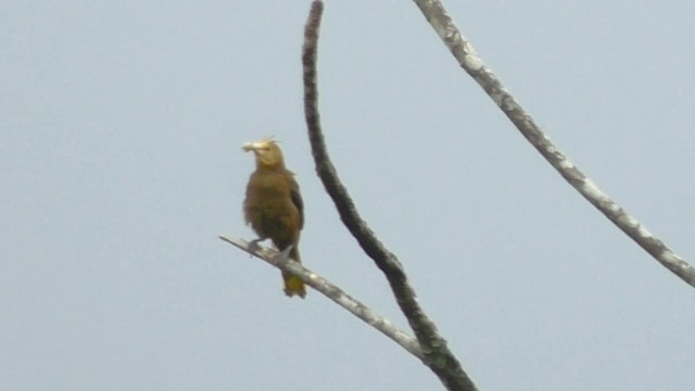 Cacique Dorsirrufo (grupo angustifrons) - ML201697011