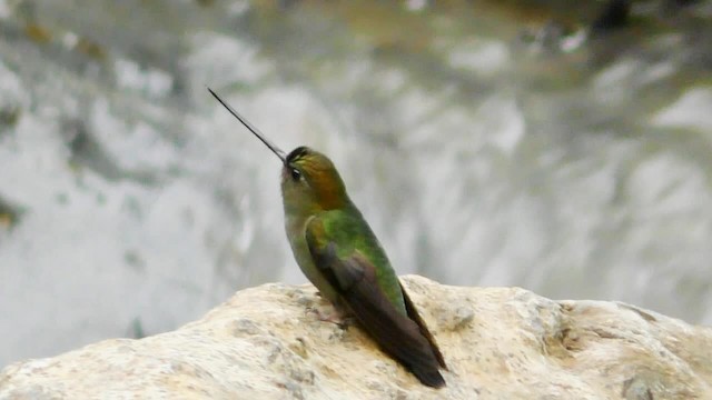 Colibrí Picolanza Mayor - ML201697041