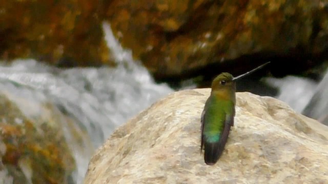 Green-fronted Lancebill - ML201697051