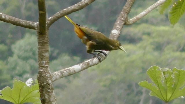 Dusky-green Oropendola - ML201697061