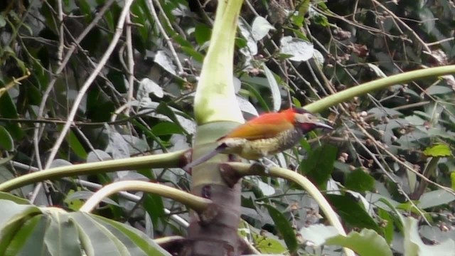 Carpintero Candela Común (atriceps) - ML201697211