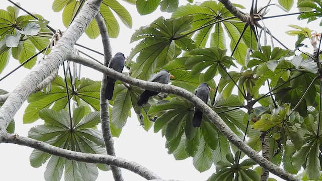 Weißstirn-Faulvogel - ML201697261