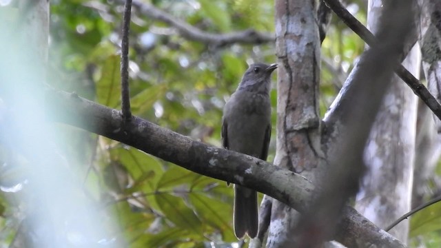 Screaming Piha - ML201697311