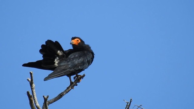 Caracara Negro - ML201697321