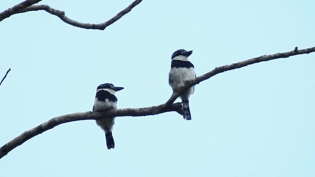 Elsterfaulvogel (tectus/picatus) - ML201697331