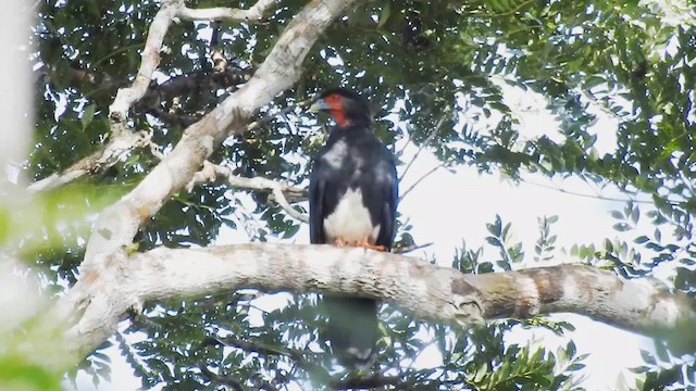 Caracara Gorjirrojo - ML201697341