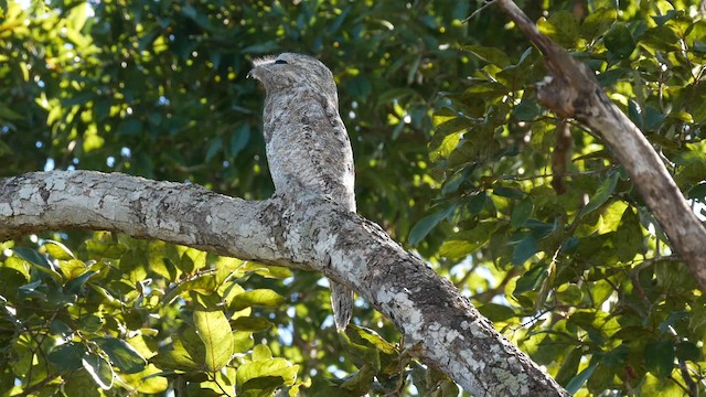 Great Potoo - ML201697361