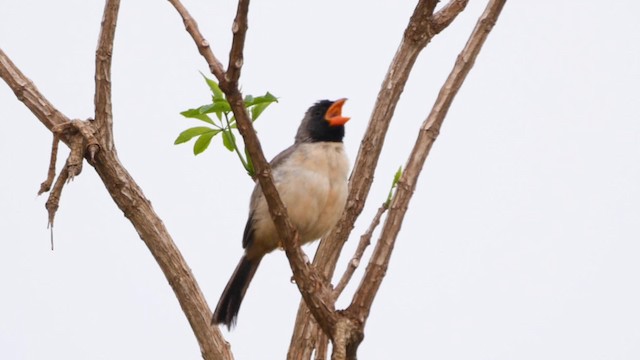 Black-throated Saltator - ML201697371