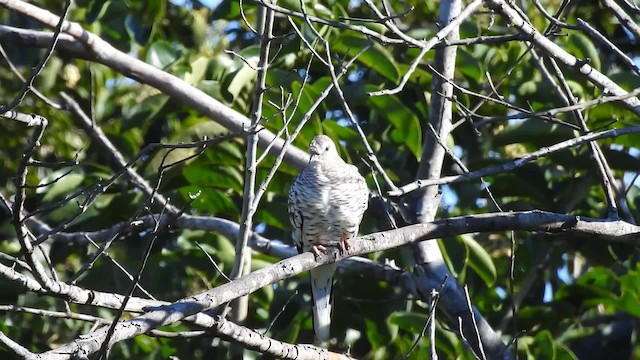 Scaled Dove - ML201697381