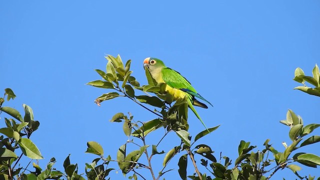 Aratinga Frentidorada - ML201697401