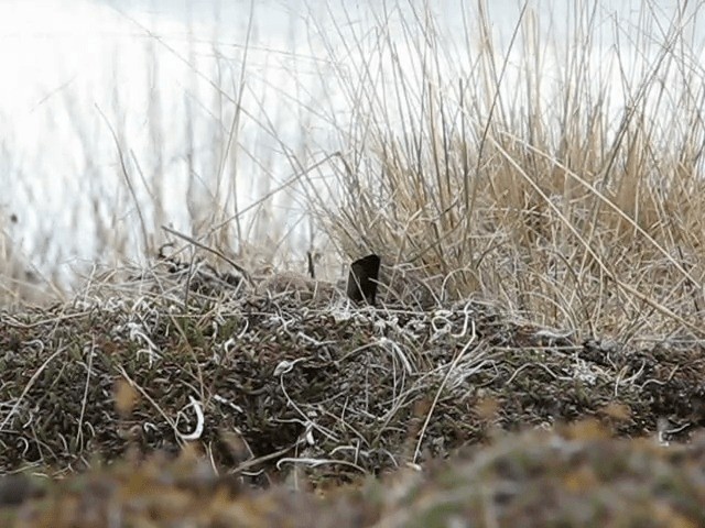 Horned Lark (Shore) - ML201697441