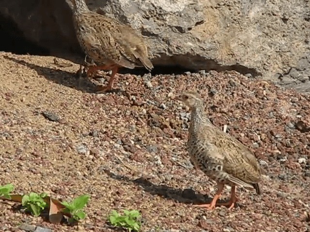 Red-necked Spurfowl - ML201697561