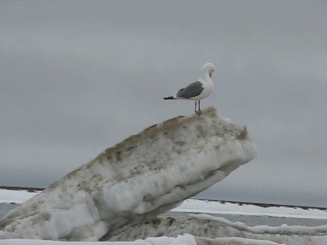 Lesser Black-backed Gull (Heuglin's) - ML201697671