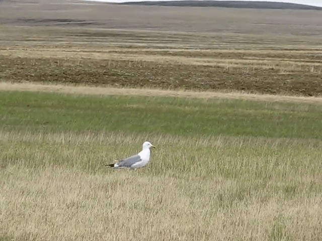 Lesser Black-backed Gull (Heuglin's) - ML201697691