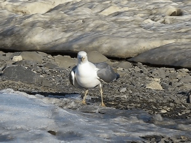 Lesser Black-backed Gull (Heuglin's) - ML201697701