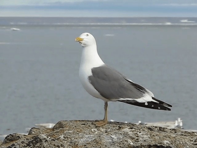 Lesser Black-backed Gull (Heuglin's) - ML201697711