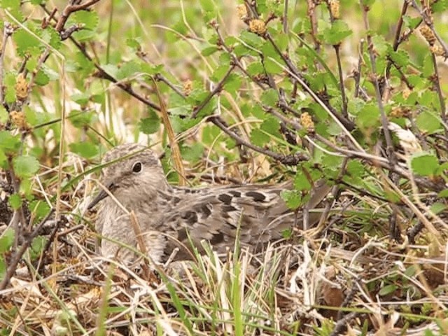 Temminck's Stint - ML201697751