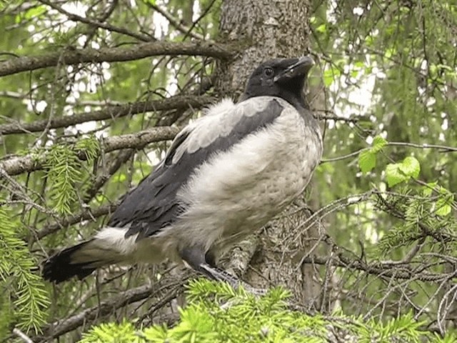 Hooded Crow (Hooded) - ML201697761