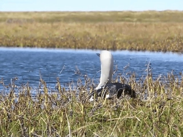 Arctic Loon - ML201697801