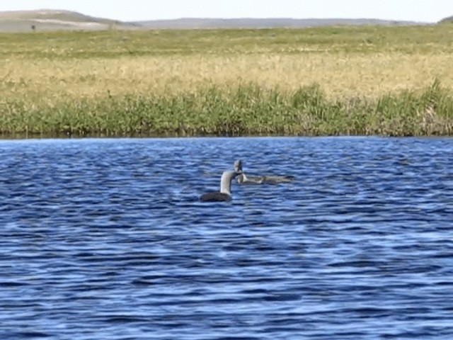 Red-throated Loon - ML201697821