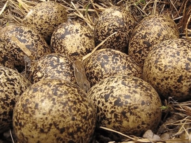 Willow Ptarmigan (Willow) - ML201697851