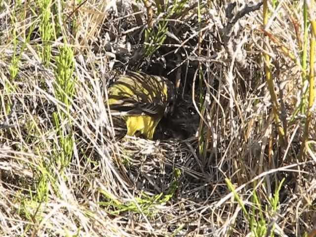 Western Yellow Wagtail (thunbergi) - ML201697871