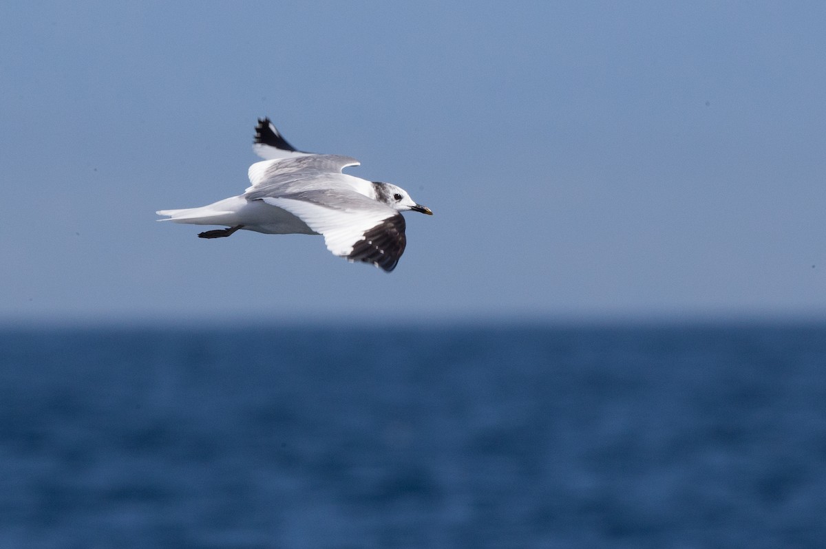 Gaviota de Sabine - ML20169791