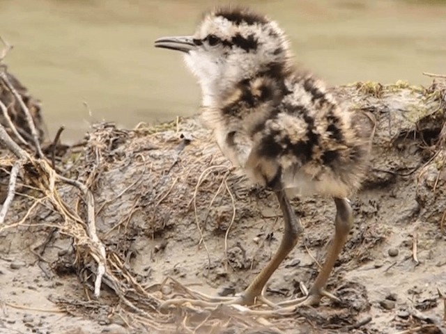 Red-necked Phalarope - ML201697911