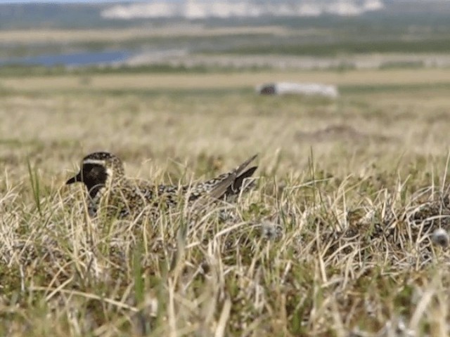 European Golden-Plover - ML201697951