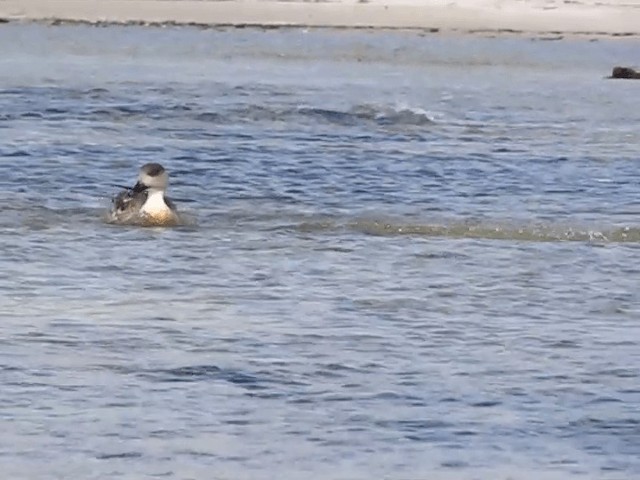 Crested Duck - ML201697981