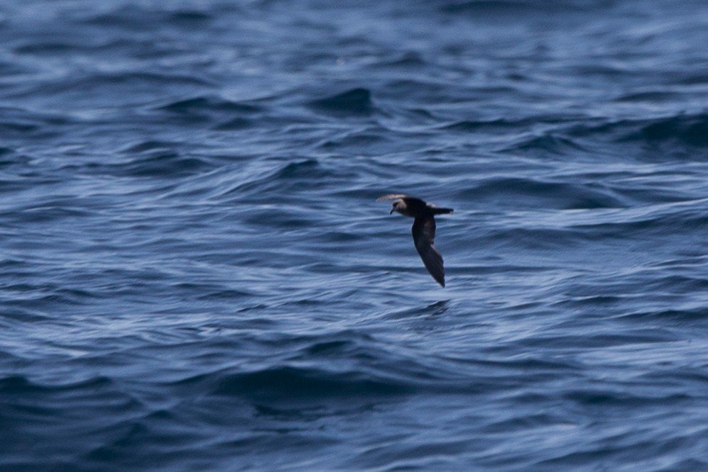 Ashy Storm-Petrel - ML20169801