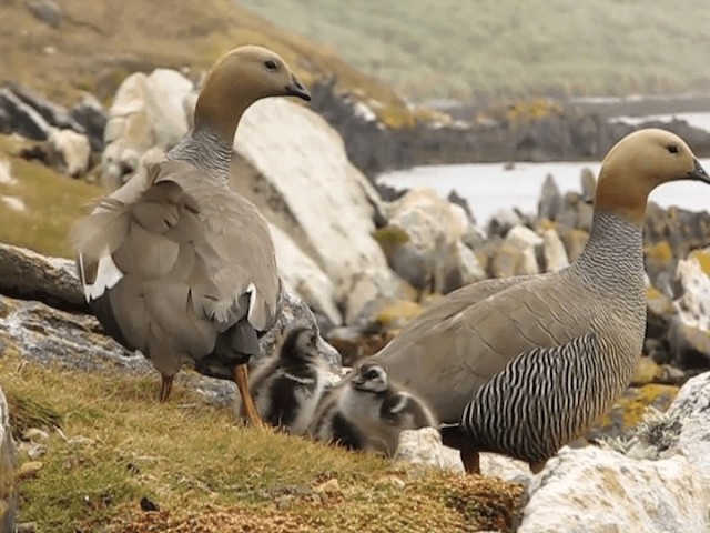 Ruddy-headed Goose - ML201698011