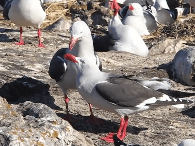 Dolphin Gull - ML201698091