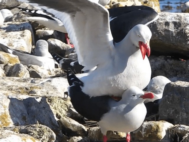 Dolphin Gull - ML201698101