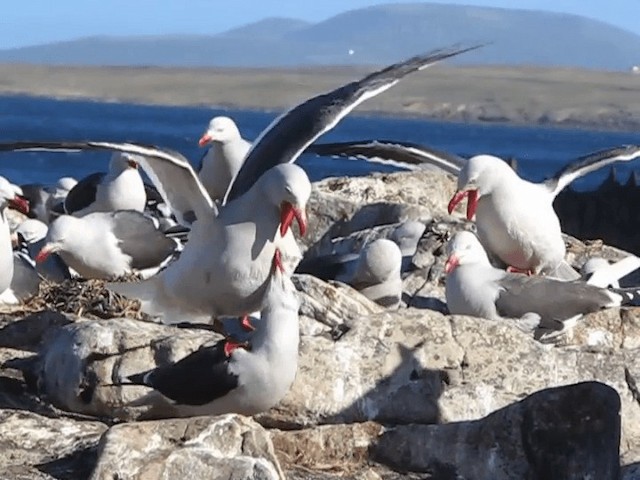 Gaviota Patagona - ML201698111