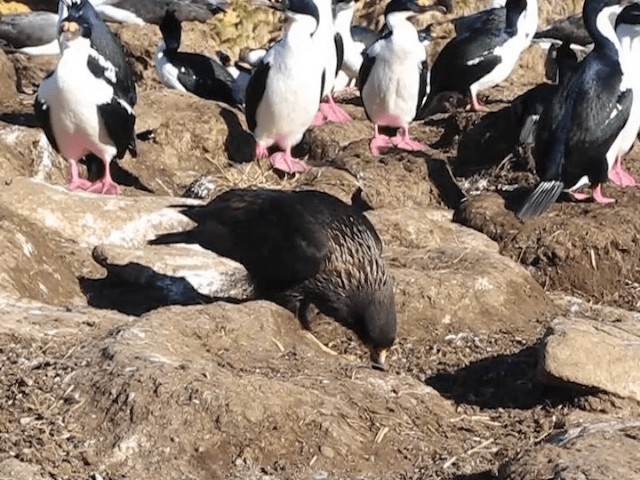Falkland Karakarası - ML201698151