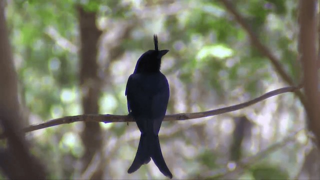 Crested Drongo (Madagascar) - ML201698161