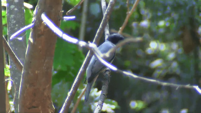 Madagaskar Tırtılyiyeni - ML201698171