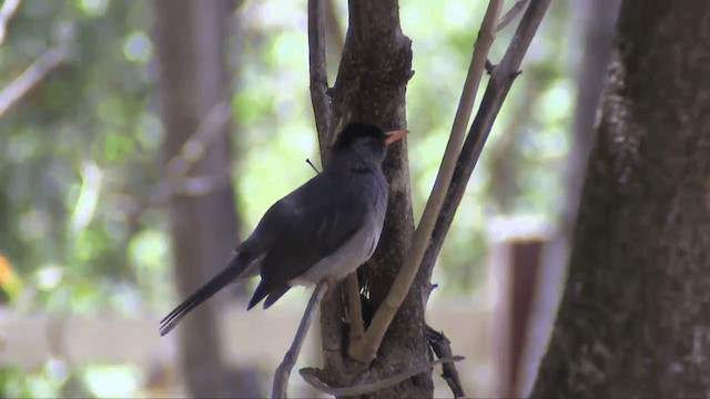 Bulbul de Madagascar - ML201698191