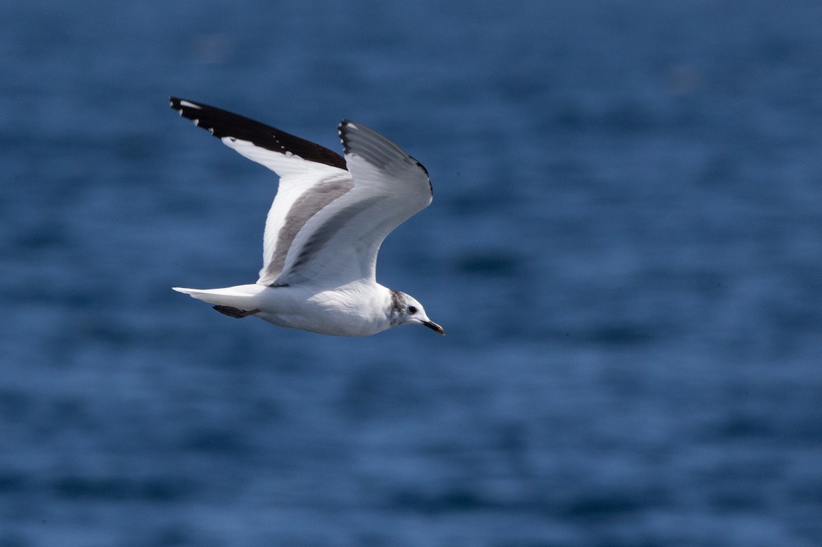 Sabine's Gull - Chris Wood