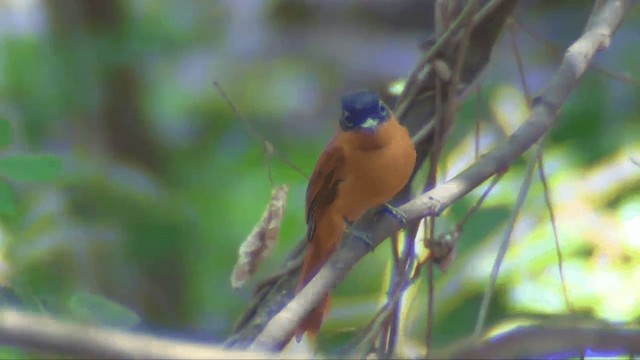 Tchitrec malgache (groupe mutata) - ML201698241