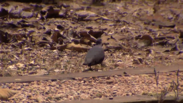 Malagasy Turtle-Dove - ML201698251